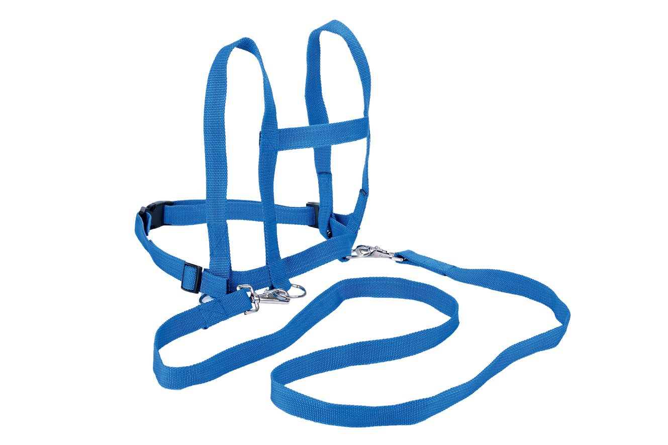 Pferdeleine aus Nylon blau