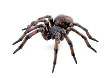 Spielfigur Papo Gemeine Spinne