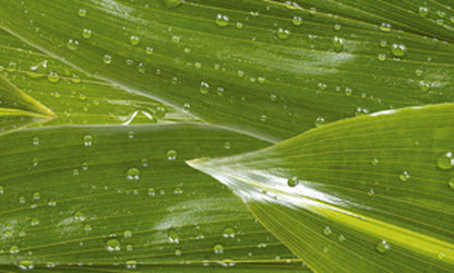 Transparentpapier ELEMENTS 5 Rollen je Motiv