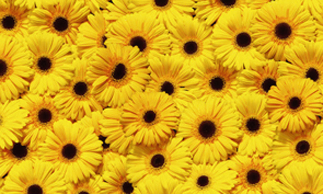 Transparentpapier FRUITS & FLOWERS 10 Bogen 50,5x70 cm