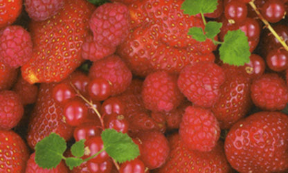 Transparentpapier FRUITS & FLOWERS 5 Rollen je Motiv 50,5x70 cm