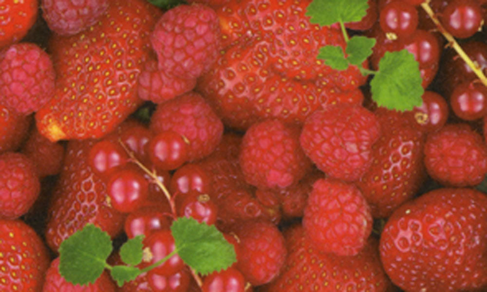 Transparentpapier FRUITS & FLOWERS 10 Bogen 50,5x70 cm